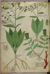 Botanisk illustrasjon av planter og koraller med en slange og en hjort, ca. 1440 (blekk og farge på vellum)