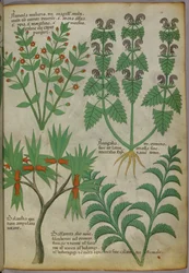Botanisk illustrasjon av planter, ca. 1440 (blekk og farge på vellum)