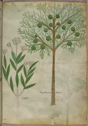 Botanisk illustrasjon av planter, ca. 1440 (blekk og farge på vellum)