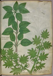 Botanisk illustrasjon av planter, ca. 1440 (blekk og farge på vellum)