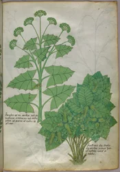 Botanisk illustrasjon av planter, ca. 1440 (blekk og farge på vellum)