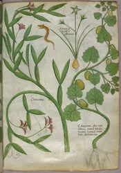 Botanisk illustrasjon av planter, inkludert en klematis og en slange, ca. 1440 (blekk og farge på vellum)