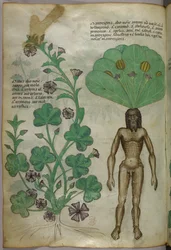 Botanisk illustrasjon av planter, inkludert en mandragoraplante med en naken hannkropp som rot, ca. 1440 (blekk og farge på vellum)