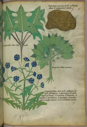 Botanisk illustrasjon av planter, inkludert en svamp, ca. 1440 (blekk og farge på vellum)