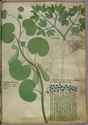 Botanisk illustrasjon av planter, inkludert blomster, ca. 1440 (blekk og farge på vellum)