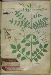Botanisk illustrasjon av planter med en leopard, en mus og et lik, ca. 1440 (blekk og farge på vellum)