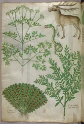 Botanisk illustrasjon av planter, en slange og en hjort, ca. 1440 (blekk og farge på vellum)