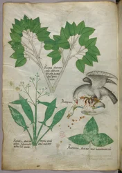 Botanisk illustrasjon med illustrasjon av en fugl som dreper en annen fugl, ca. 1440 (blekk og farge på vellum)