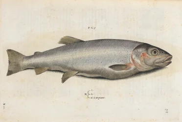 Karpionfisk, illustrasjon fra 