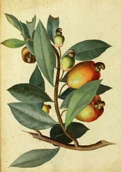 Cashew av Ulisse Aldrovandi
