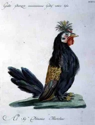 Hane, ca. 1767-76