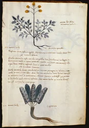 Torsk. 2377 Artemisia og lapparium, medisinplanter fra en 