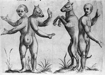 Ulike typer menneskelige monstre: to skapninger med doble kropper, halvt menneske og hund (siamesisk). Gravering fra "Monstrenes natur, deres årsaker og forskjeller" av Fortunio Selvomi (1577-1656), italiensk vitenskapsmann. 1646