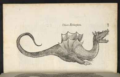 Etiopisk drage, 