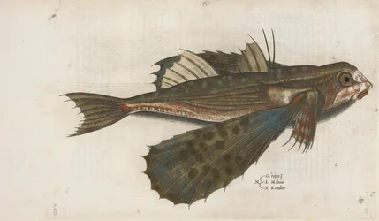 Flyvende fisk, illustrasjon fra 