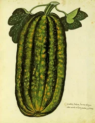 Green Oblong Squash av Ulisse Aldrovandi (1522 - 1605) plate utgitt i Piante Fiori Frutti (håndfarget gravering).