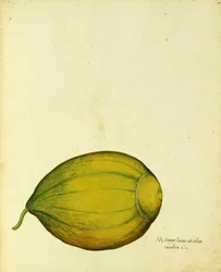 Heirloom Squash av Ulisse Aldrovandi