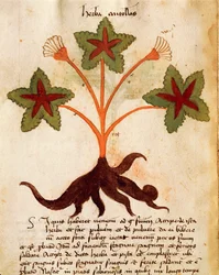 Herba Antolas