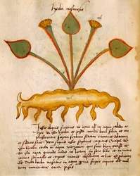 Herba Nasturzio av Orgione Rizzardo
