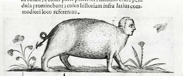 La manticore - i "Om naturen til monstrenes årsaker bok to" av Fortunio Skjønt