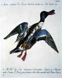 Mallard in Flight, ca. 1767-76 (håndfarget gravering)