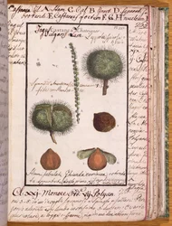 Ms 115 Chestnut, fra Dizionario di Botanica (penn og blekk og wc på papir)
