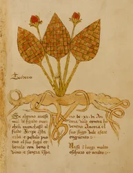 Ms 1591 Fol.19r Herba Teoderis (vellum)