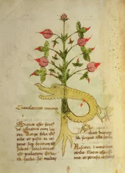 Ms 1591 Fol.6v Urt av romersk ridderlighet, sent ca. 15. (vellum)