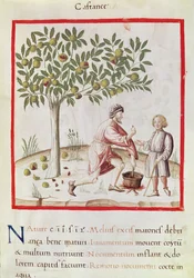 Ms 3054 fol.31 Høsting og koking av kastanjer, fra 