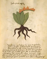 Ms 320 M Fol.28r Herb Santa Maria, fra The Book of Herbarius sammen med metodene for å tilberede medisiner av Orgione Rizzardo