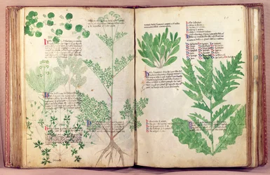 Ms Lat 6823 fol.19v & 80 Plants from De Herbis av Manfredus de Monte Imperiali, ca. 1330-40