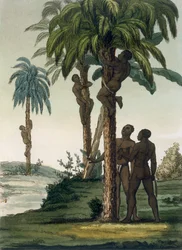 Innfødte klatrer i håndflatene ved å bruke slyngegrimer rundt hoftene, 1820-30-tallet