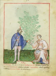 Nouv Acq Lat 1673 fol.83 Roses, fra Tacuinum Sanitatis, ca. 1390-1400