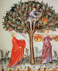 Nova 2644 fol.12r plukkekirsebær, fra Tacuinum Sanitatis Codex Vindobonensis