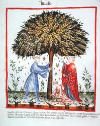 Nova 2644 fol.15v Gathering Jujubes, fra Tacuinum Sanitatis Code Vindobonensis (på vellum)