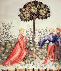 Nova 2644 fol.24r Harvesting Sennep, fra Tacuinum Sanitatis