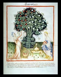 Nova 2644 fol.93r Rose Water, fra Tacuinum Sanitatis Code of Vienna