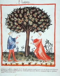 Nove 2644 fol.10v Gathering Walnuts, fra Tacuinum Hygiene Code Vindobonensis (på vellum)