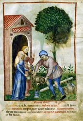 Olivenolje, miniatyr fra Tacuinum Sanitatis, latinsk utgave