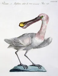 Pelican, ca. 1767-76 (håndfarget gravering)