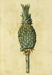 Ananas av Ulisse Aldrovandi