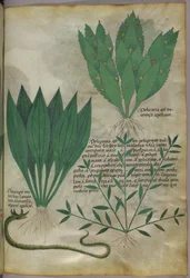 Planter med store, brede blader. En slange, ca. 1440 (blekk og farge på vellum)