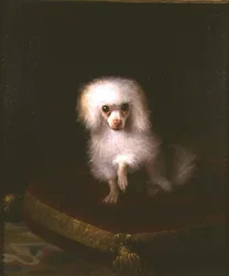 Puddel på en pute