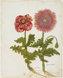 Valmuer (Papaver spp.) (wc og tempera på papir)