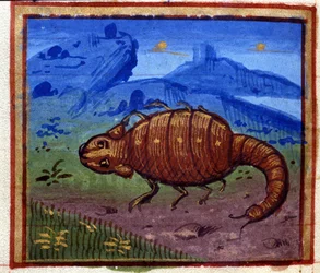 Skorpion tegn. Italiensk horoskop, midten av 1400-tallet.