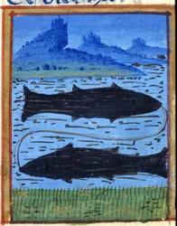 Tegn på fisk. Italiensk horoskop, midten av 1400-tallet.