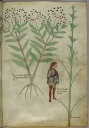 Sloane 4016 f.54 Mann som urinerer i en gryte, fra 'Tractatus de Herbis', ca. 1440 (vellum)