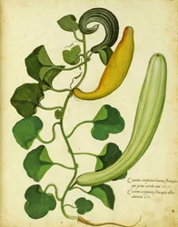 Snake Gourd av Ulisse Aldrovandi