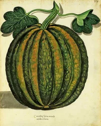 Squash av Ulisse Aldrovandi (1522 - 1605) tallerken utgitt i Piante Fiori Frutti (håndfarget gravering).