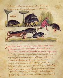 Avhandling om villsvinet: liv, parring, jakt, illustrasjon fra Cynegetica av Oppian (tempera på vellum)